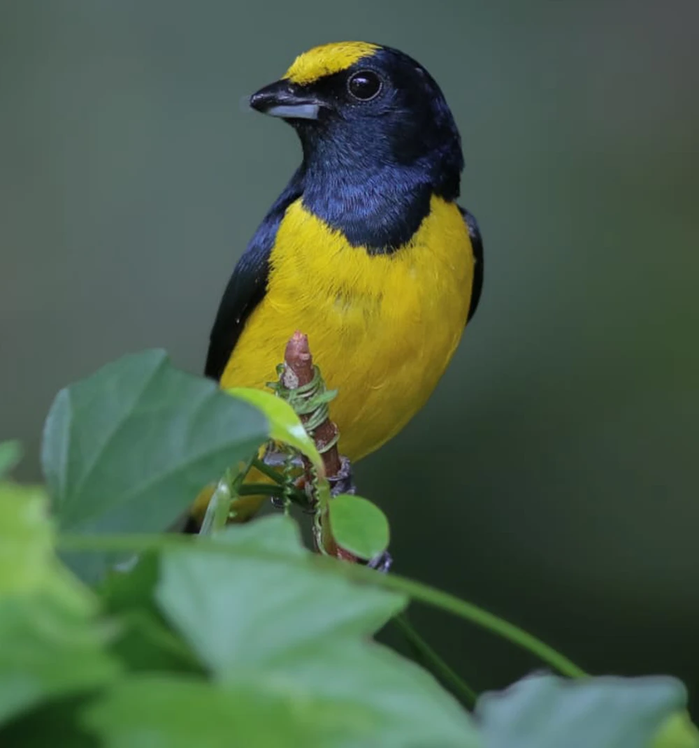 Aracari Birding Deck