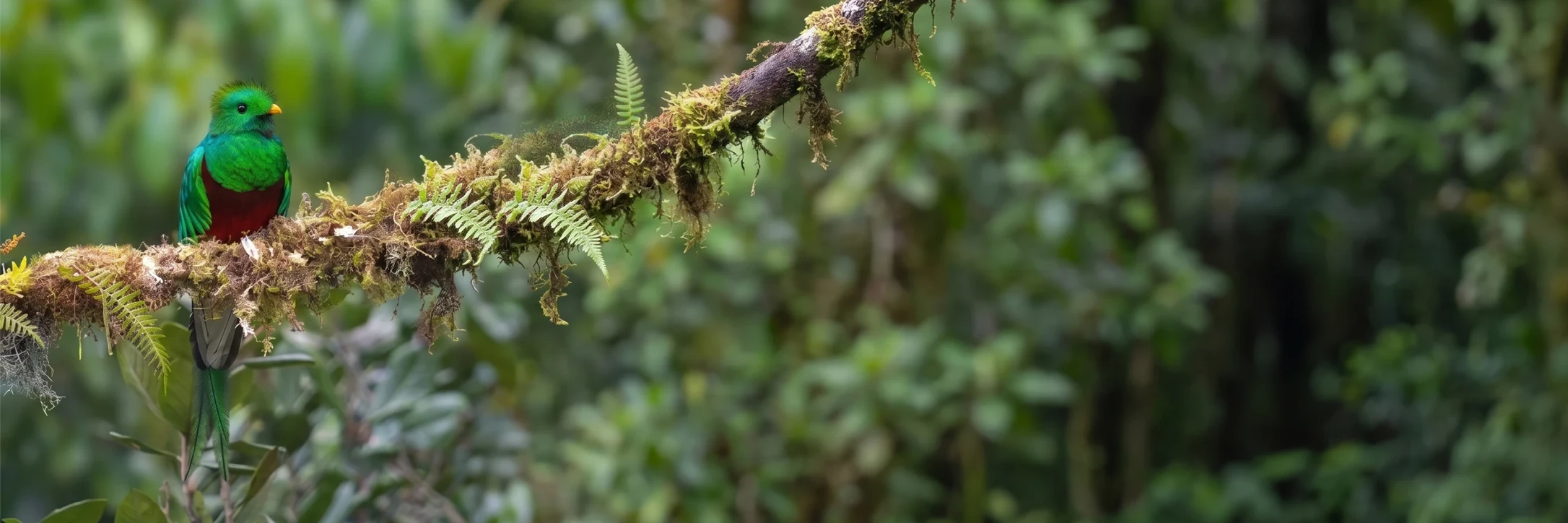 Hiland Tours (Resplendent Quetzal and Endemic Birds)