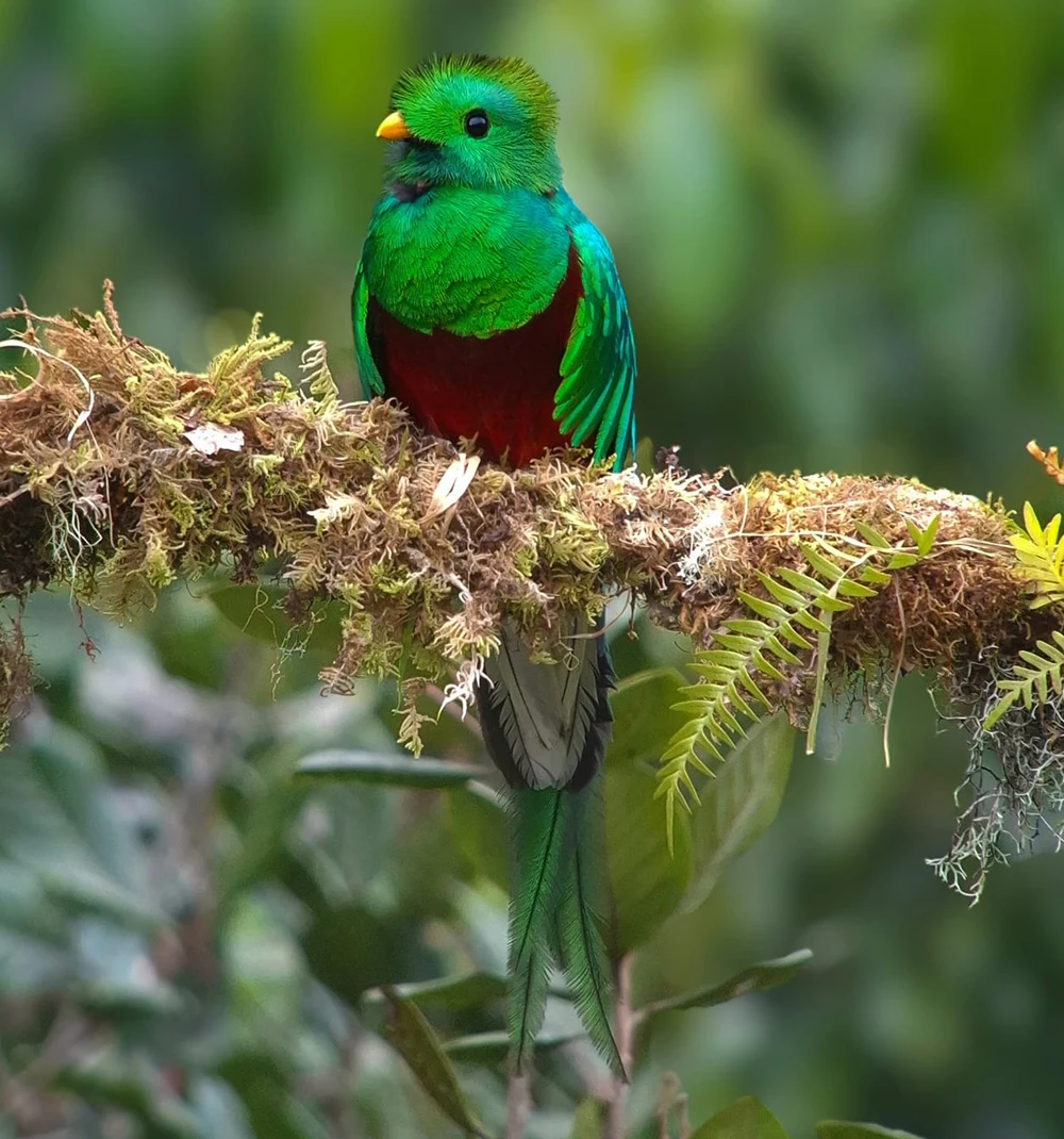 Hiland Tours (Resplendent Quetzal and Endemic Birds)
