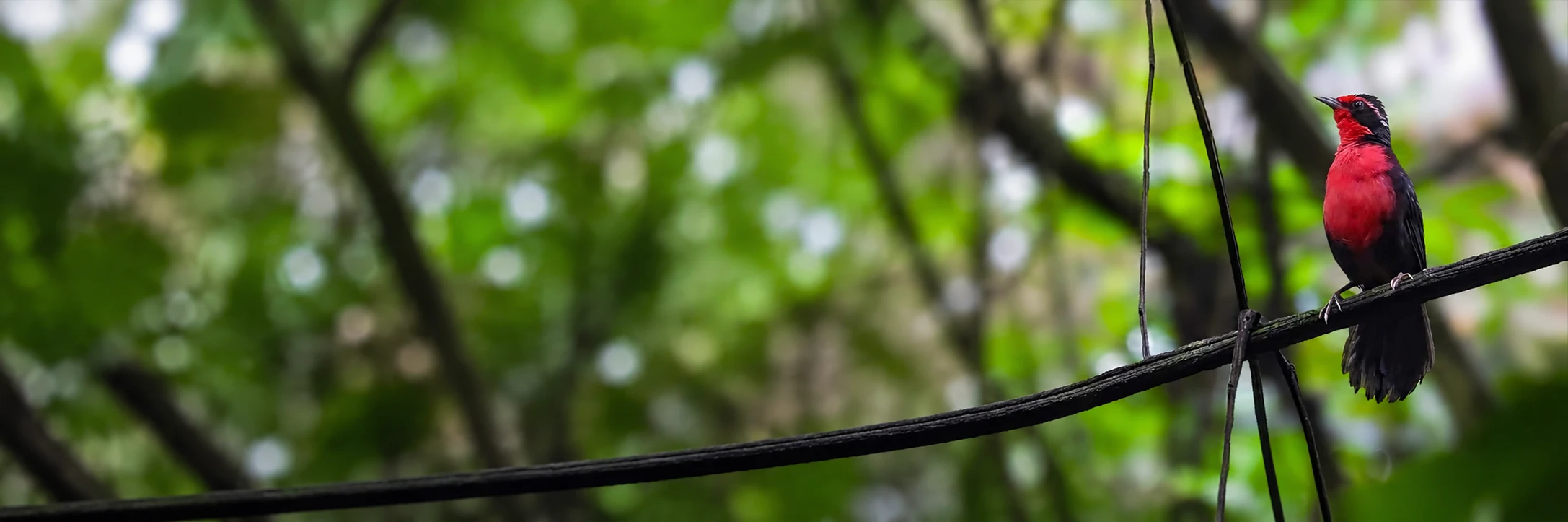 Rosy Thrush-Tanager tour