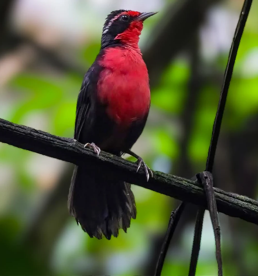 Rosy Thrush-Tanager tour